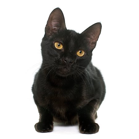 black young cat in front of white background Foto de stock - Super Valor sin royalties y Suscripción, Código: 400-08413817