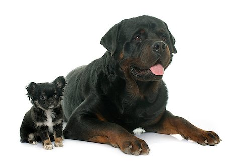 simsearch:400-08412999,k - adult male rottweiler in front of white background Foto de stock - Super Valor sin royalties y Suscripción, Código: 400-08413829