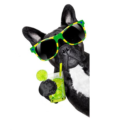 simsearch:400-07822392,k - brazil  caipirinha cocktail french bulldog dog enjoying summer vacation holidays, beside blank empty banner or placard, isolated on white background Foto de stock - Super Valor sin royalties y Suscripción, Código: 400-08413864