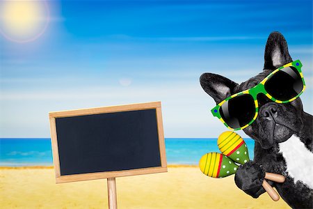 simsearch:400-07822392,k - brazil french bulldog dog enjoying summer vacation holidays,  at the beach , ocean shore and sun as background Foto de stock - Super Valor sin royalties y Suscripción, Código: 400-08413866
