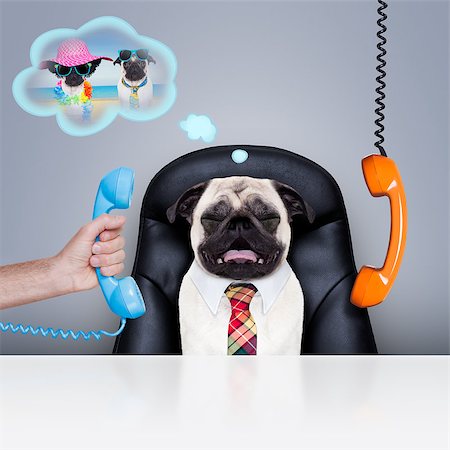 office businessman pug dog  as  boss and chef , busy and burnout , sitting on leather chair and desk, in need for vacation Stock Photo - Budget Royalty-Free & Subscription, Code: 400-08413876