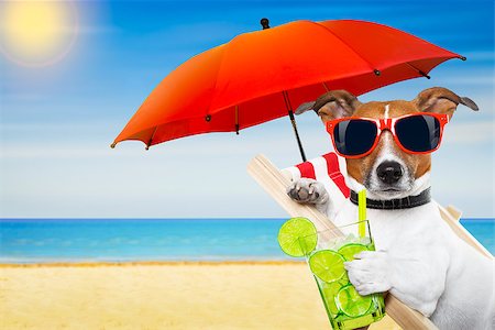 sunbed and cocktail - jack russell dog at the beach on a hammock , with cocktail drink glass,  relaxing on summer vacation holidays, ocean shore and sun as background Stock Photo - Budget Royalty-Free & Subscription, Code: 400-08413870