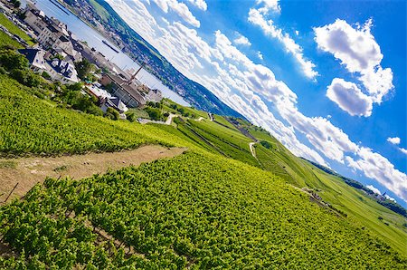 simsearch:400-07296183,k - Green fresh vineyard near Ruedesheim in Rheinland-Pfalz, Germany. Stock Photo - Budget Royalty-Free & Subscription, Code: 400-08426578