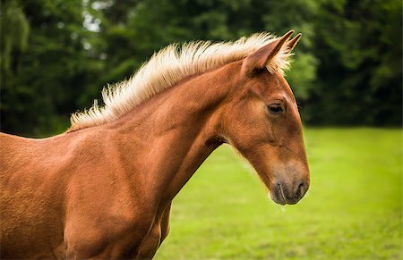 simsearch:614-00602804,k - Beautiful Sad Brown Horse in Profile with Green Grass and Trees in Background Photographie de stock - Aubaine LD & Abonnement, Code: 400-08427149