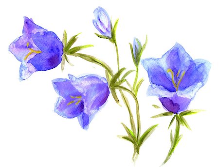 Hand Painted Watercolor Flower Bellfrlowers. Wet painting illustration Foto de stock - Super Valor sin royalties y Suscripción, Código: 400-08427262