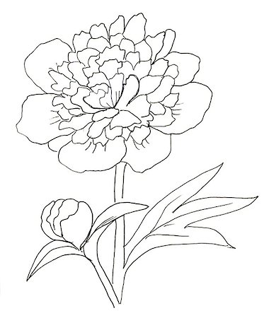simsearch:400-08572511,k - Peony. Ink hand drawn background with flowers Photographie de stock - Aubaine LD & Abonnement, Code: 400-08427300