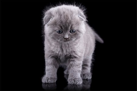 simsearch:400-08406635,k - Lop-eared kitten on a magnificent background. Foto de stock - Super Valor sin royalties y Suscripción, Código: 400-08427314