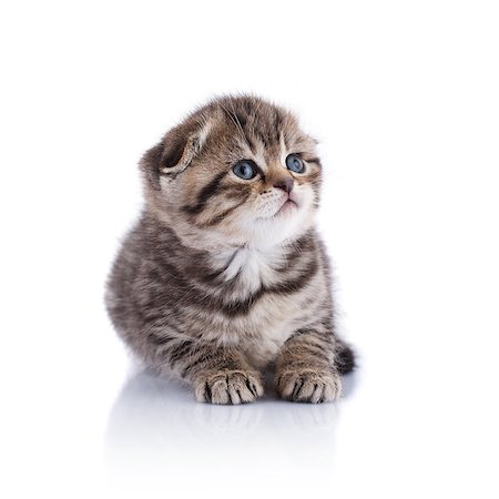 simsearch:400-08669618,k - Lop-eared kitten on a magnificent background. Stock Photo - Budget Royalty-Free & Subscription, Code: 400-08427317