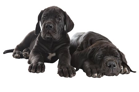 simsearch:400-08731392,k - Two black puppy German Mastiff, one peppy  another tired and asleep, isolated on white background. Stockbilder - Microstock & Abonnement, Bildnummer: 400-08427384