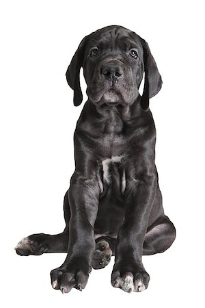 simsearch:400-09132532,k - One black puppy Great Dane portrait sitting, studio shot white background. Photographie de stock - Aubaine LD & Abonnement, Code: 400-08427386