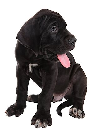 simsearch:400-09132532,k - One black German mastiff  puppy Studio shot, isolated on white background. Photographie de stock - Aubaine LD & Abonnement, Code: 400-08427382