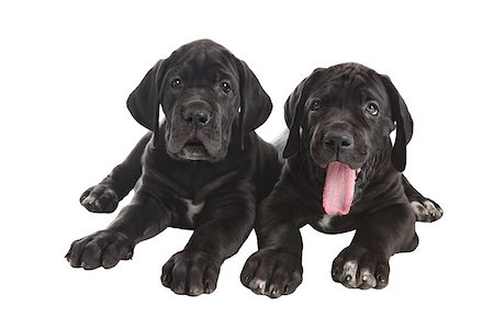 simsearch:400-08731392,k - Two black Great Dane puppies, Studio shot, isolated on white background. Stockbilder - Microstock & Abonnement, Bildnummer: 400-08427383