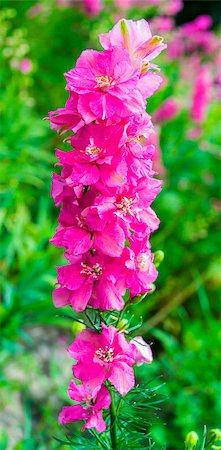 delphinium - delphinium Fotografie stock - Microstock e Abbonamento, Codice: 400-08427456