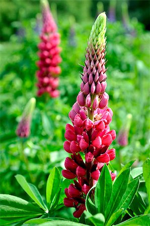 Pink lupine in the Main botanical garden of N.V.Tsitsin of the Russian Academy of Sciences Stockbilder - Microstock & Abonnement, Bildnummer: 400-08427774