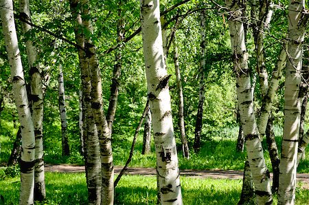 White birches in the summer forest in sunny day Stockbilder - Microstock & Abonnement, Bildnummer: 400-08427773