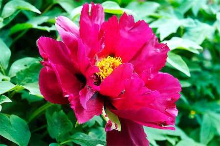 Outline red peony in a botanical garden in the summer Stockbilder - Microstock & Abonnement, Bildnummer: 400-08427788