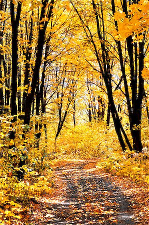 Road in the autumn forest on a sunny day Stockbilder - Microstock & Abonnement, Bildnummer: 400-08427821