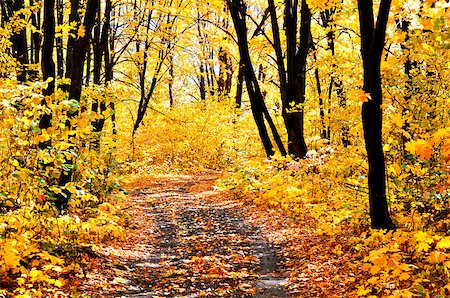 Road in the autumn forest on a sunny day Stockbilder - Microstock & Abonnement, Bildnummer: 400-08427822