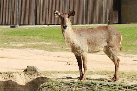 simsearch:400-07621766,k - barking deer Stockbilder - Microstock & Abonnement, Bildnummer: 400-08427844