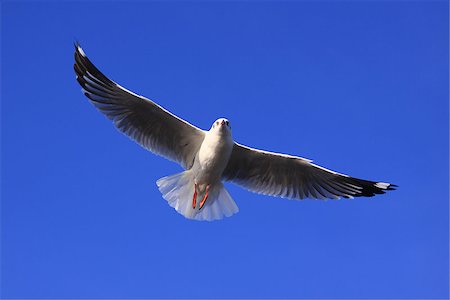 simsearch:400-04651943,k - seagull in clear blue sk Foto de stock - Royalty-Free Super Valor e Assinatura, Número: 400-08427841