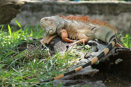 simsearch:400-04914866,k - iguana Stock Photo - Budget Royalty-Free & Subscription, Code: 400-08427842