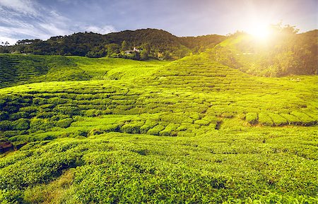 simsearch:400-06921179,k - Tea plantation in Cameron highlands, Malaysia Fotografie stock - Microstock e Abbonamento, Codice: 400-08427888