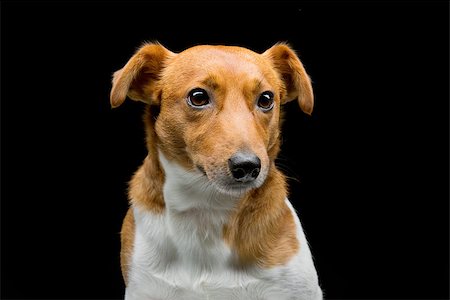 simsearch:400-05715419,k - Closeup portrait of beautiful adult purebred jack russell terrier over black background Fotografie stock - Microstock e Abbonamento, Codice: 400-08427948