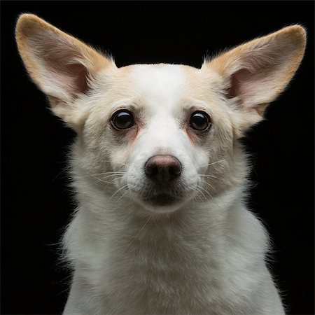 Closeup portrait of beautiful white half-bred dog over black background Stock Photo - Budget Royalty-Free & Subscription, Code: 400-08427942