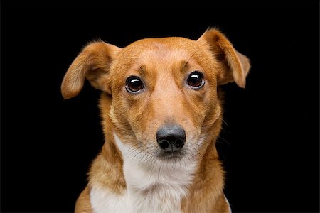 simsearch:400-05715419,k - Closeup portrait of beautiful adult purebred jack russell terrier over black background Fotografie stock - Microstock e Abbonamento, Codice: 400-08427943