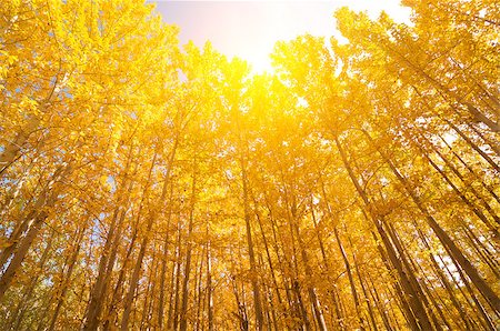 fall aspen leaves - Fall Aspen Trees with golden sunlight, Leh District in the state of Jammu and Kashmir, India. Stock Photo - Budget Royalty-Free & Subscription, Code: 400-08428055