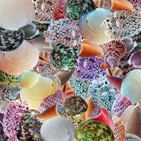 Natural Background from Different Multi-Colored Sea Shells Stock Photo - Budget Royalty-Free & Subscription, Code: 400-08428181