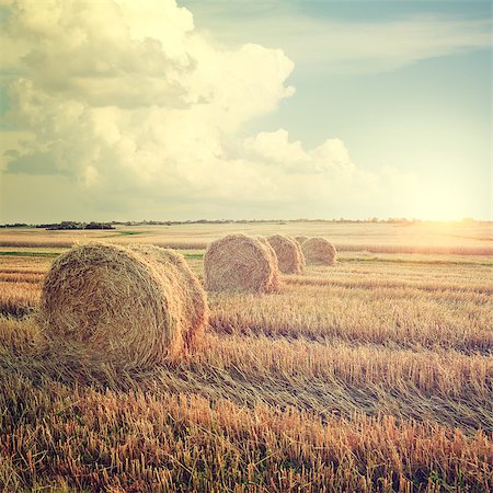 Summer Farm Scenery with Haystacks in the Field on the Background of Beautiful Sunset. Agriculture Concept. Instagram Styled Toned Photo. Stock Photo - Budget Royalty-Free & Subscription, Code: 400-08428433