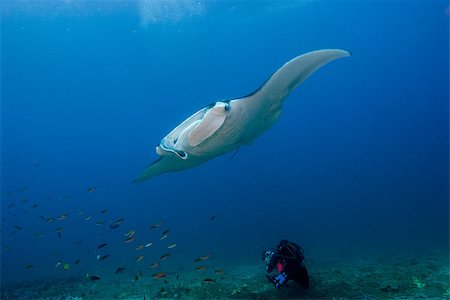 A giant oceanic manta ray hovering low as a underwater videographer films the experience. Photographie de stock - Aubaine LD & Abonnement, Code: 400-08428576