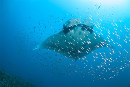 A manta birostris swimming gracefully upwards through a school of fish at a cleaning station Stock Photo - Budget Royalty-Free & Subscription, Code: 400-08428585