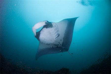 A graceful giant oceanic manta ray swimming calmly overhead through clear, blue water. Stock Photo - Budget Royalty-Free & Subscription, Code: 400-08428586