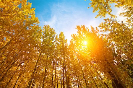 fall aspen leaves - Upward view of Fall Aspen Trees, filtered sunlight , Leh District in the state of Jammu and Kashmir, India. Stock Photo - Budget Royalty-Free & Subscription, Code: 400-08428665