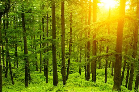 dense evergreen forest - Pine tree in golden sunlight at Shimla during sunset, the capital city of Himachal Pradesh, India. Stock Photo - Budget Royalty-Free & Subscription, Code: 400-08428661