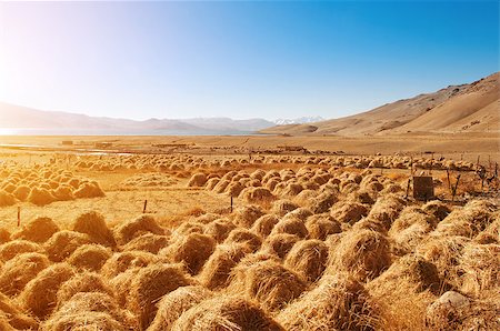 simsearch:841-03489708,k - Old traditional hay stacks in Tsomoriri, Ladakh, northern India. The lake is at an altitude of 4,522 m which is the largest of the high altitude lakes in India. Fotografie stock - Microstock e Abbonamento, Codice: 400-08428671
