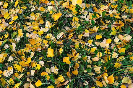 simsearch:400-04475632,k - Natural background of yellow autumn leaves lying on the green grass Foto de stock - Royalty-Free Super Valor e Assinatura, Número: 400-08428946