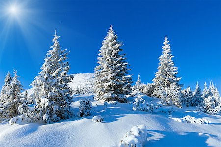simsearch:400-05359143,k - Morning winter mountain landscape with snowy fir trees on slope (Carpathian, Ukraine). Photographie de stock - Aubaine LD & Abonnement, Code: 400-08428983