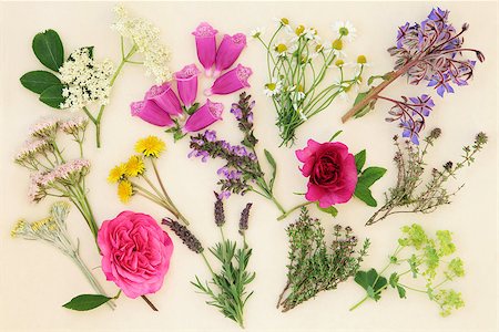 Medicinal herb and flower selection used in alternative herbal medicine over cream paper background. Stock Photo - Budget Royalty-Free & Subscription, Code: 400-08429329