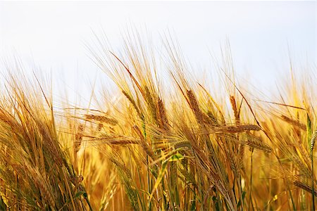 simsearch:400-04736849,k - Wheat ears close-up. Golden wheat field. Shallow depth of field. Selective focus. Stockbilder - Microstock & Abonnement, Bildnummer: 400-08429351