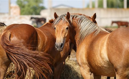 simsearch:400-08130471,k - Horses and hay.Two brown horses at the trough with hay. Selective focus. Stock Photo - Budget Royalty-Free & Subscription, Code: 400-08429352