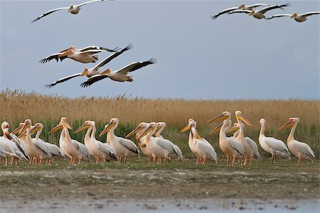 simsearch:400-07169714,k - white pelican (pelecanus onocrotalus) in Danube Delta, Romania Fotografie stock - Microstock e Abbonamento, Codice: 400-08429424