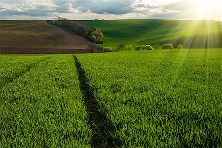 simsearch:400-07481137,k - Summer field with green wheat Photographie de stock - Aubaine LD & Abonnement, Code: 400-08429751