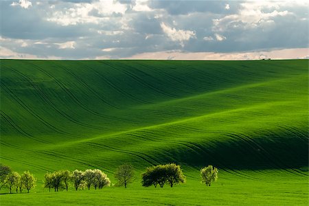 simsearch:400-07481137,k - Green hills in the rays of evening sun, agricultural landscape Photographie de stock - Aubaine LD & Abonnement, Code: 400-08429752
