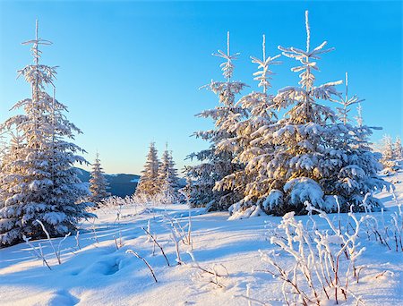 simsearch:400-06861143,k - Winter mountain landscape with snow covered fir trees in sunrise light Foto de stock - Super Valor sin royalties y Suscripción, Código: 400-08429764