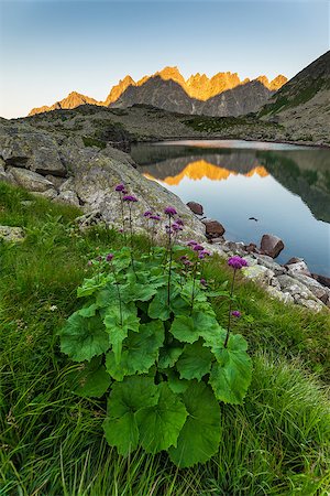 Landscape with mountains at sunrise reflecting in the lake, and beautiful flowers Stock Photo - Budget Royalty-Free & Subscription, Code: 400-08429992