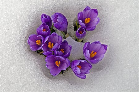 Violet crocuses have struggled through the snow. People associate  these bright flowers with spring. Stockbilder - Microstock & Abonnement, Bildnummer: 400-08430004