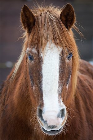 simsearch:614-00602804,k - Portrait of brown horse Photographie de stock - Aubaine LD & Abonnement, Code: 400-08430046